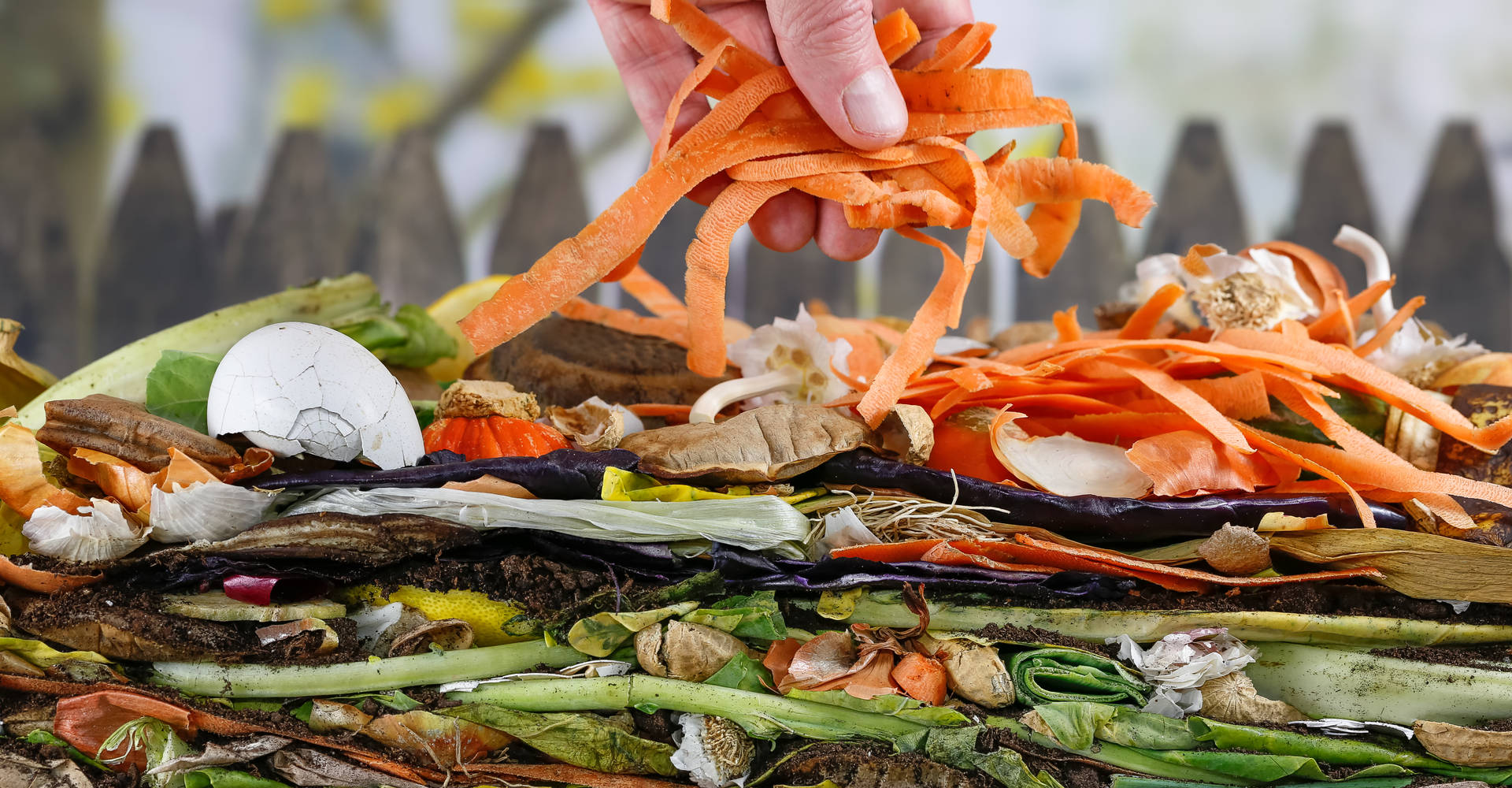 Compost. Vegetable peels, egg shells and other organic waste for composting. A stock photo.